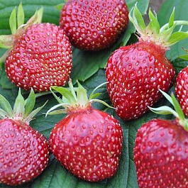 Земляника садовая Черри Берри Земляника садовая Черри Берри