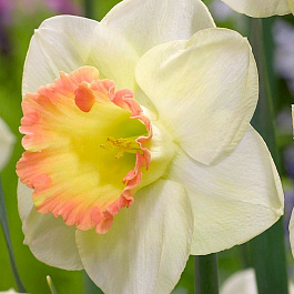 Нарцисс трубчатый Марта Стюарт Нарцисс трубчатый Марта Стюарт