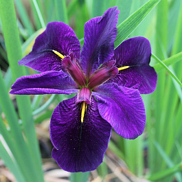 Ирис луизианский Блэк Геймкок