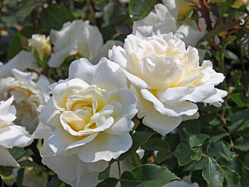 Роза чайно-гибридная Космос (Rose Kosmos)