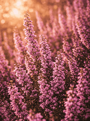 Вереск Пересвет розовый