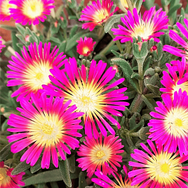 Делосперма культурная Suntropic Purple