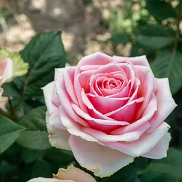 Роза чайно-гибридная King Kong