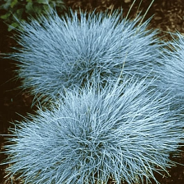 Овсяница Elijah Blue