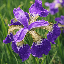 Ирис сибирский Helicopter