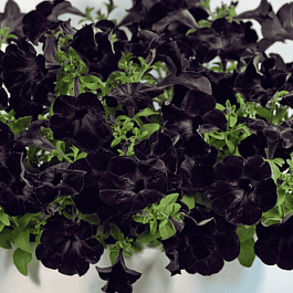 Петуния Crazytunia Black Mamba (Кашпо)
