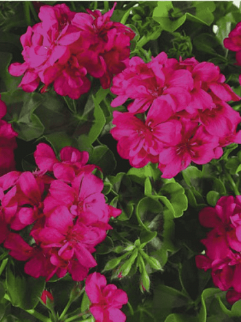 Пеларгония плющелистная Toscana Big5 Neon Pink