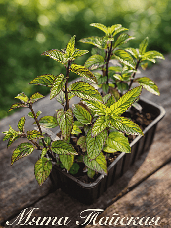 Мята арвенсис "Таи"