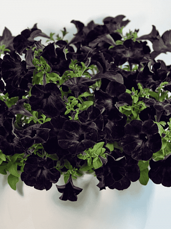 Петуния Crazytunia Black Mamba (Кашпо)