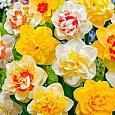 Нарцисс махровый Микс