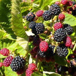 Ежевика Тонлес Логан