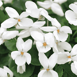 Виола душистая Royal Wedding