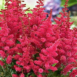 Астильба гибридная Юник Кармин Астильба гибридная Юник Кармин