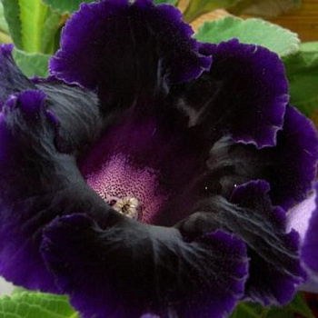 Глоксиния  Принц Альберт