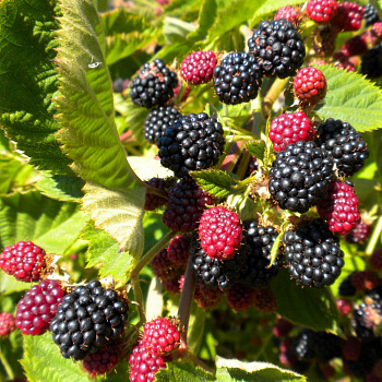 Ежевика Тонлес Логан Ежевика Тонлес Логан