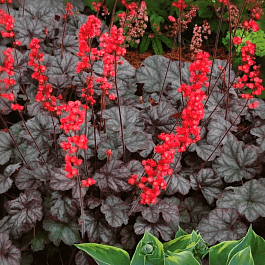 Гейхера Hollywood