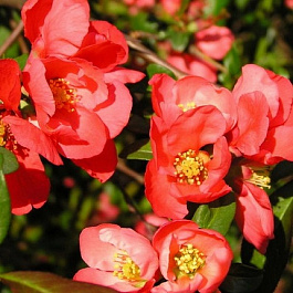 Айва великолепная Елли Моссел Айва великолепная Елли Моссел