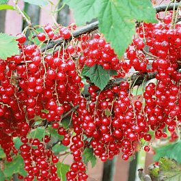 Смородина красная Константиновская