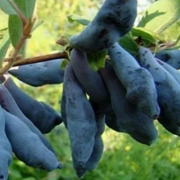 Жимолость камчатская Крупноплодная