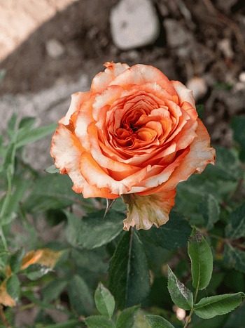 Роза чайно-гибридная Caraluna