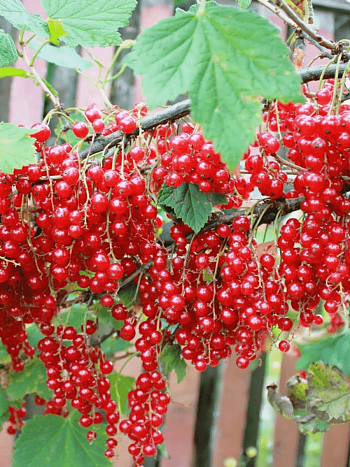 Смородина красная Константиновская