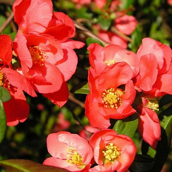 Айва великолепная Елли Моссел Айва великолепная Елли Моссел