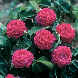 Роза парковая Шарм де Ботэ