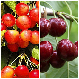 Дерево-сад (3-4х летка) черешня 2 сорта Брянская розовая-Ипуть