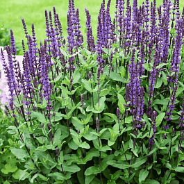 Шалфей дубравный Caradonna Compact