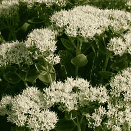 Очиток видный Star Dust