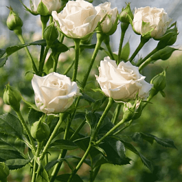 Роза спрей Jana