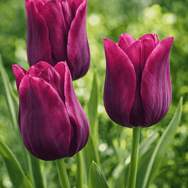 Тюльпан Merlot
