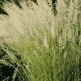 Вейник остроцветковый Waldenbuch