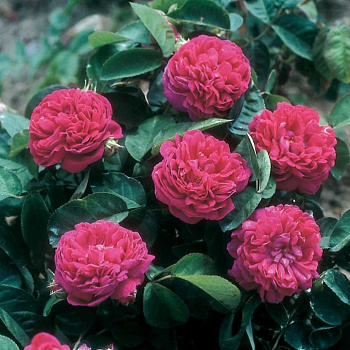 Роза парковая Шарм де Ботэ