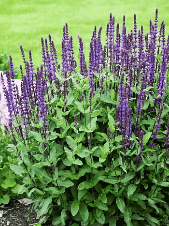 Шалфей дубравный Caradonna Compact