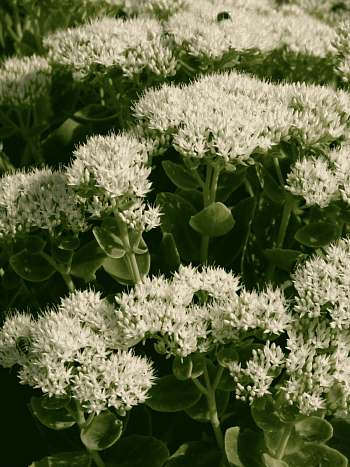 Очиток видный Star Dust