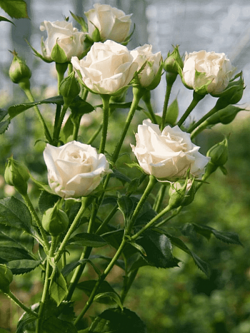 Роза спрей Jana