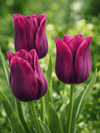 Тюльпан Merlot