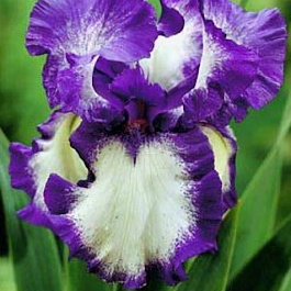 Ирис бородатый Киссинг Сёкл