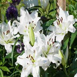 Лилия White Eyes