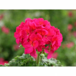 Пеларгония зональная Горизонт Виолет