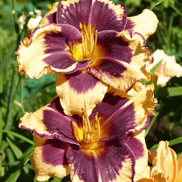 Лилейник Tiger Blood