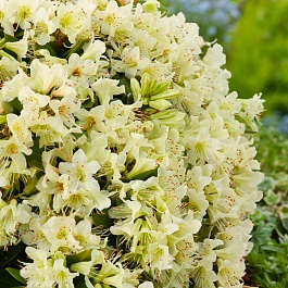Рододендрон гибридный Shamrock