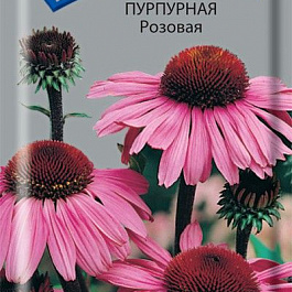 Рудбекия пурпурная Розовая