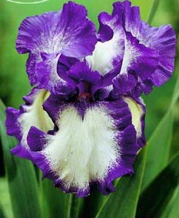 Ирис бородатый Киссинг Сёкл