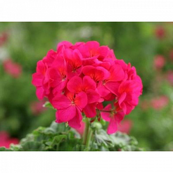 Пеларгония зональная Горизонт Виолет