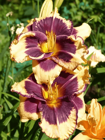 Лилейник Tiger Blood