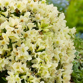 Рододендрон гибридный Shamrock