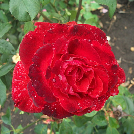 Роза чайно-гибридная Лидка