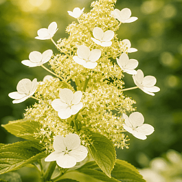 Гортензия метельчатая October Pride